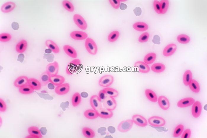 Sang de Poisson frottis x200 - gryphea.com